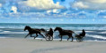 /album/tiere/img-3278-jpeg/